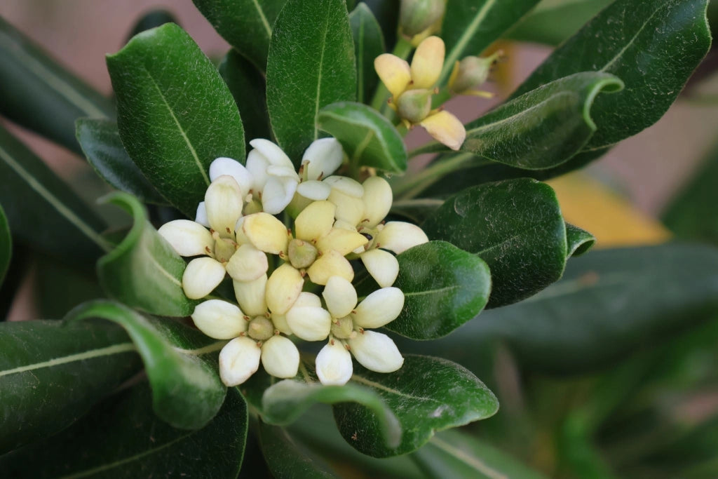 PITTOSPORUM TOBIRA NANO (PITOSFORO NANO) VASO 30