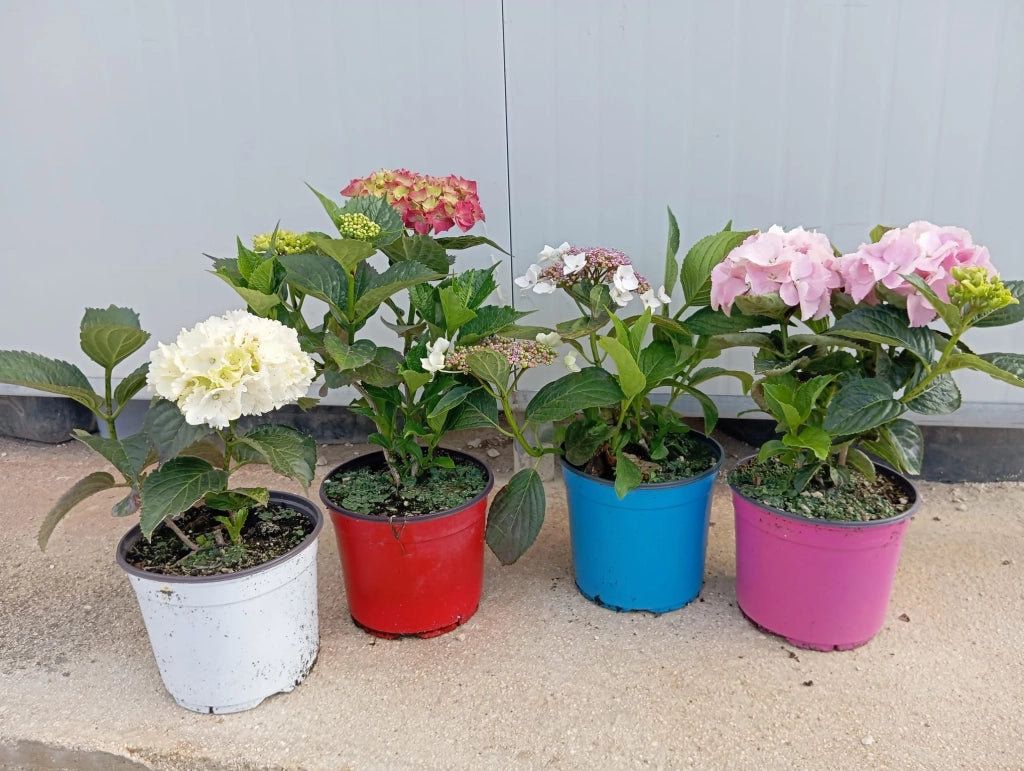 Ortensia Hydrangea Macrophylla Mix Colori Vaso 18 cm Pianta da Fiore