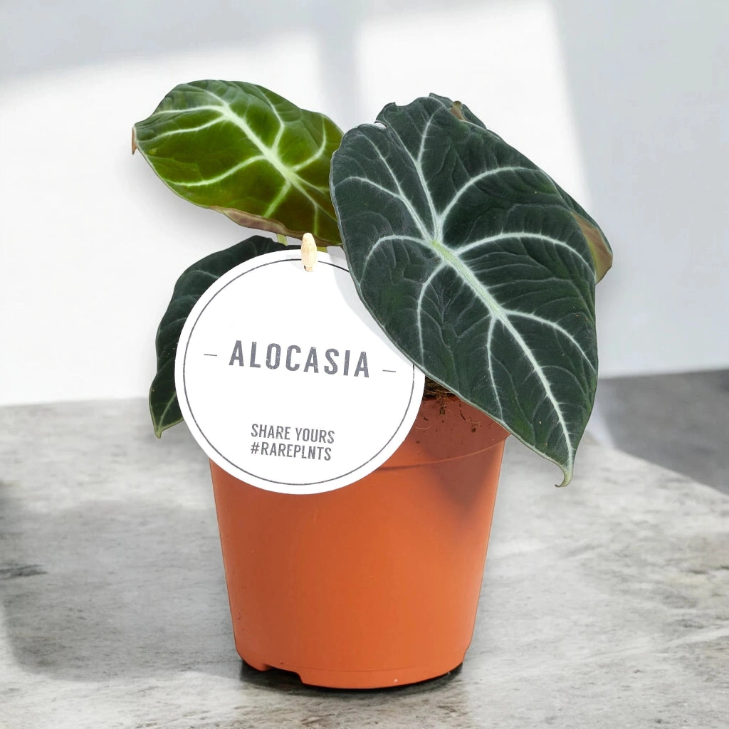 Gardenaria Alocasia 'Black velvet' - Pianta da interno ornamentale Altezza: 25 cm (vaso 14)