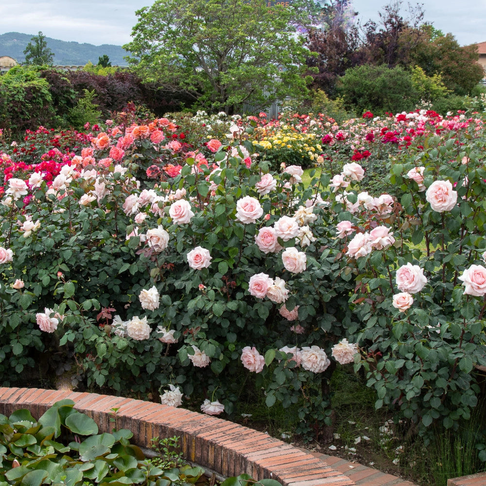 Rosa 'Roberto Capucci' - Pianta di fiore fiori Foto Reali