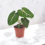 Gardenaria Philodendron gloriosum - Pianta da interno ornamentale Altezza: 30 cm (vaso 12)