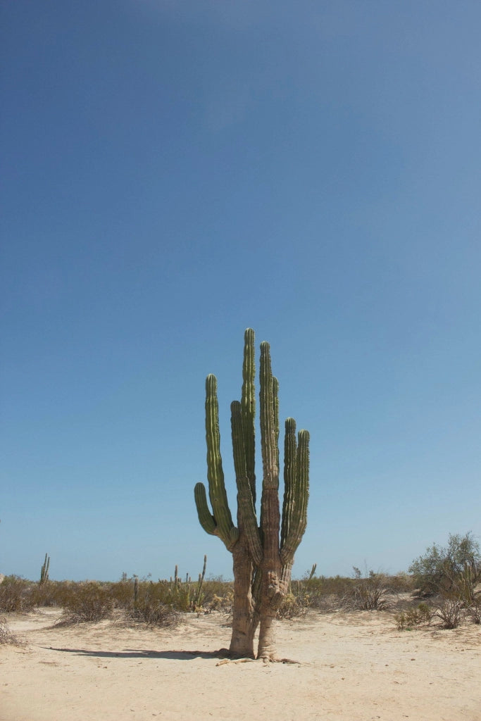 PACHYCEREUS PRINGLEI (CACTUS GIGANTE MESSICANO) VASO 25