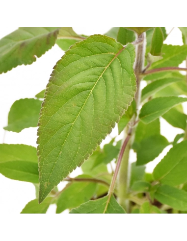 Salvia Ananas in Vaso 14 cm – Altezza 20 cm, Aromatica