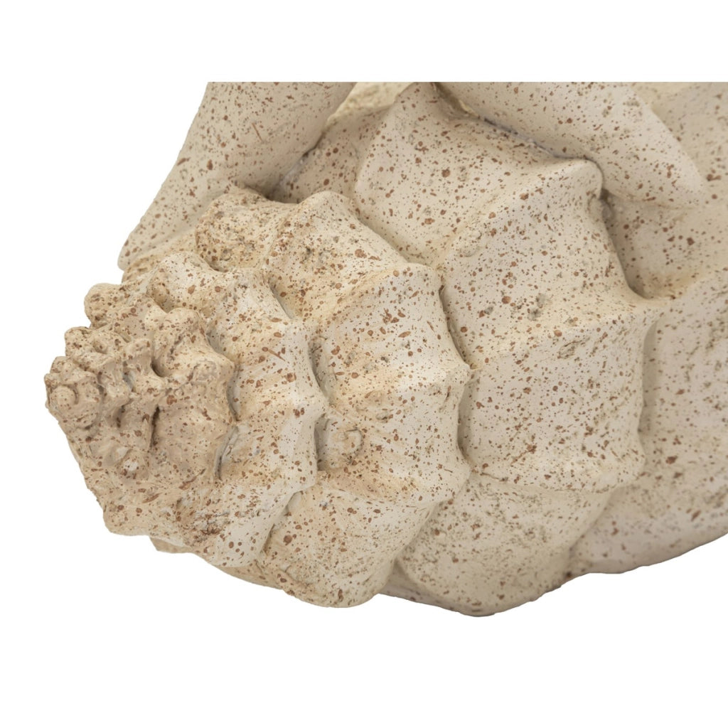 Scultura Conchiglie, Beige, Poliresina, 18x13x21,2 cm