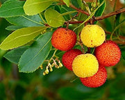 Pianta di Corbezzolo (Arbutus Unedo) vaso 18cm foto reali H 70cm