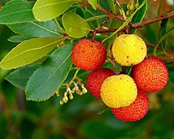Pianta di Corbezzolo (Arbutus Unedo) vaso 18cm foto reali H 70cm
