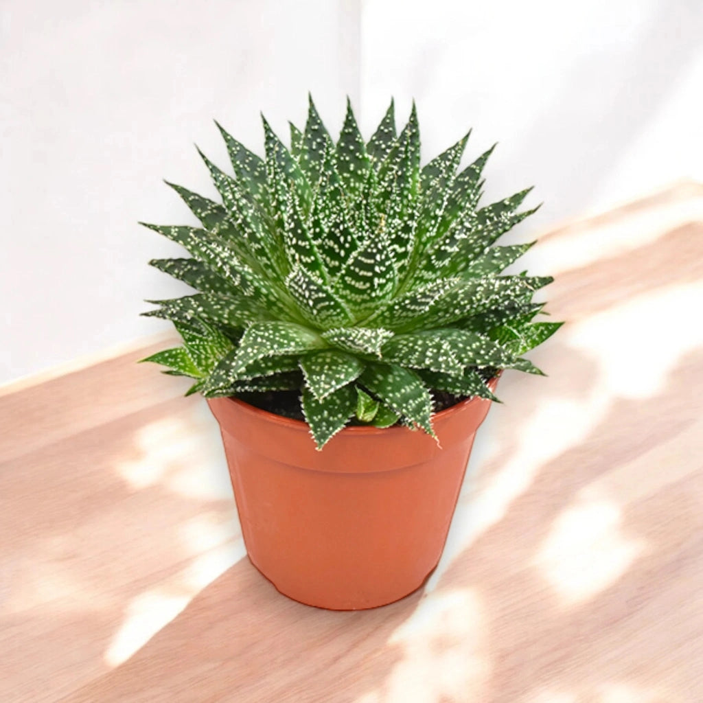 Gardenaria Aloe safari Zambezi - Pianta da interno ornamentale Altezza: 15 cm (vaso 12)