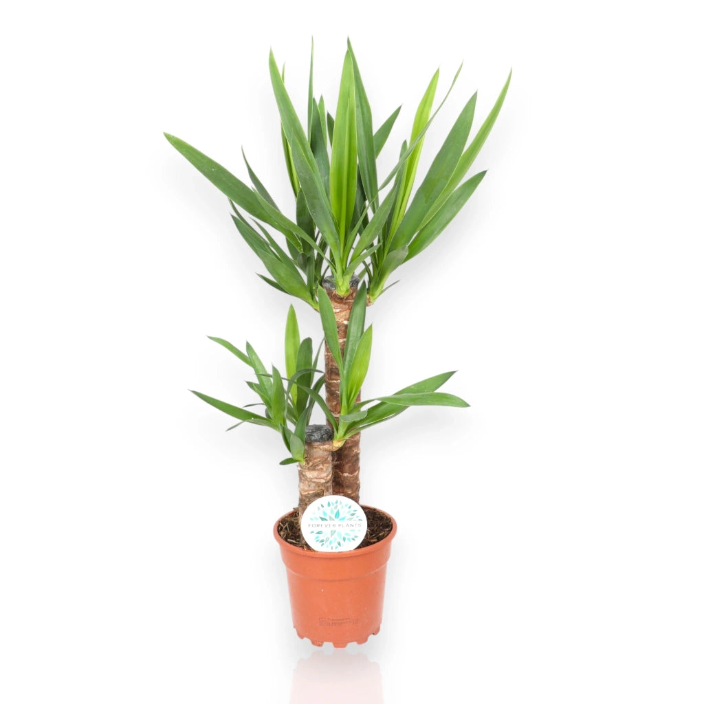 Gardenaria Yucca - Pianta da interno ornamentale Altezza: 135 cm (vaso 31)