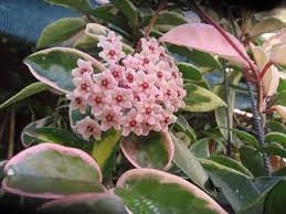 Hoya Carnosa Krimson Queen, fiori di cera pianta grassa foto reali vaso 9cm
