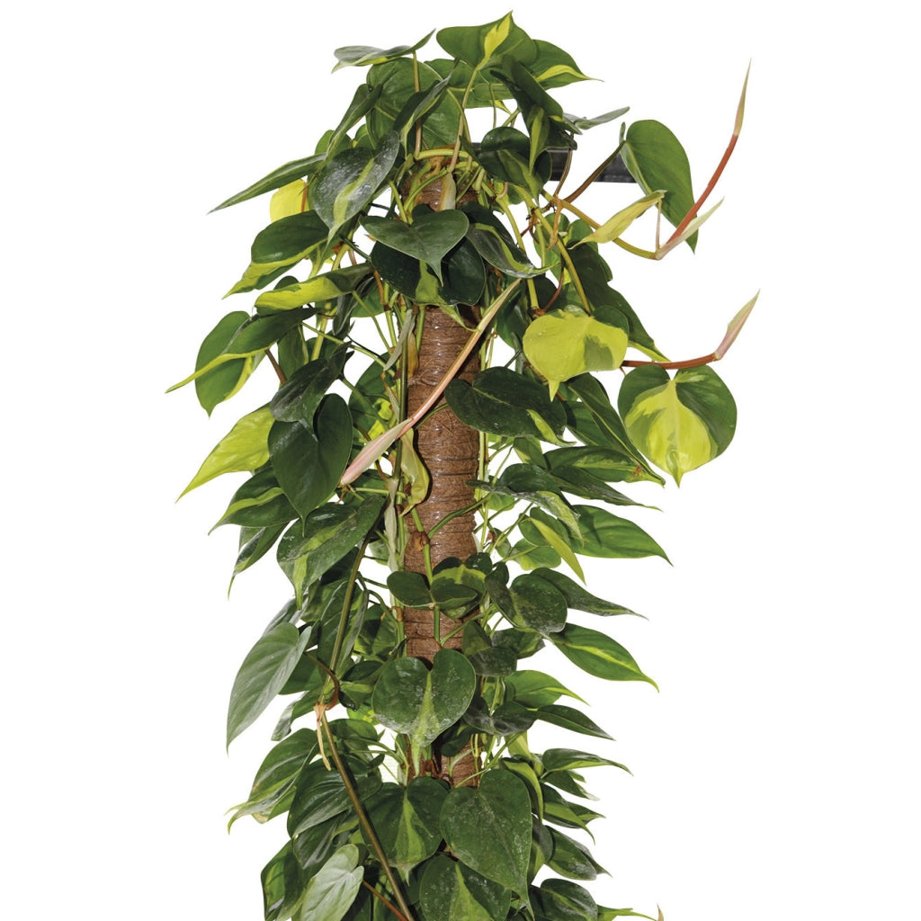 BASTONE MUSCHIATO 150CM