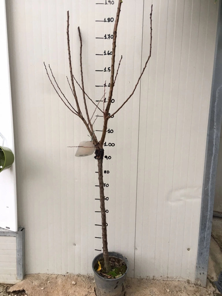 Pianta di Albicocco Portici vaso 24cm
