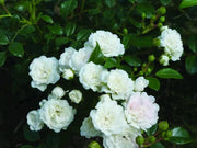 Gardenaria Rosa 'Banksiae Alba Plena' - Rosa da giardino Altezza: 90/100 cm (vaso 19)