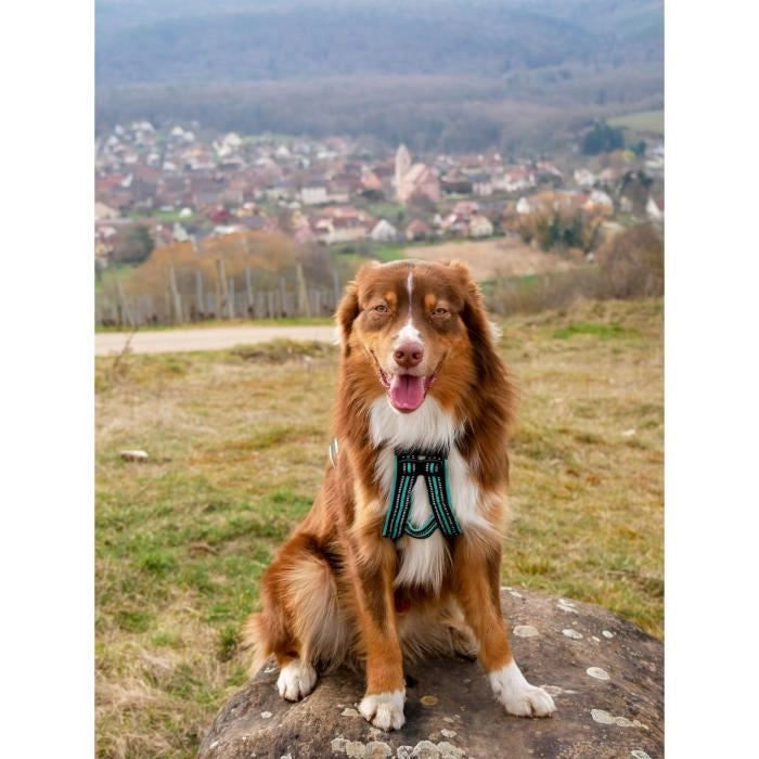 Pettorina da trazione per cani - OLYMPIA - XS - Tipo X-back - Blu