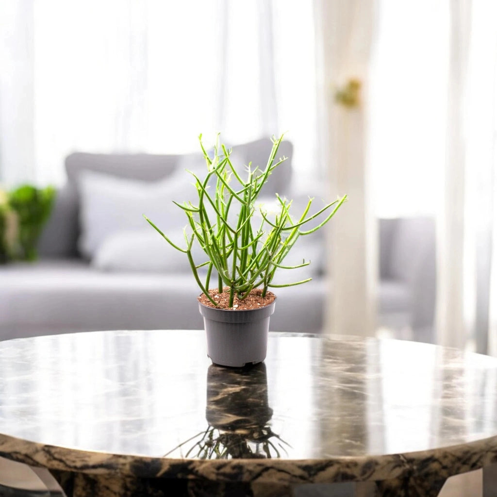 Gardenaria Euphorbia tirucalli - Pianta da interno ornamentale Altezza: 35 cm (vaso 12)