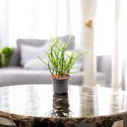 Gardenaria Euphorbia tirucalli - Pianta da interno ornamentale Altezza: 35 cm (vaso 12)