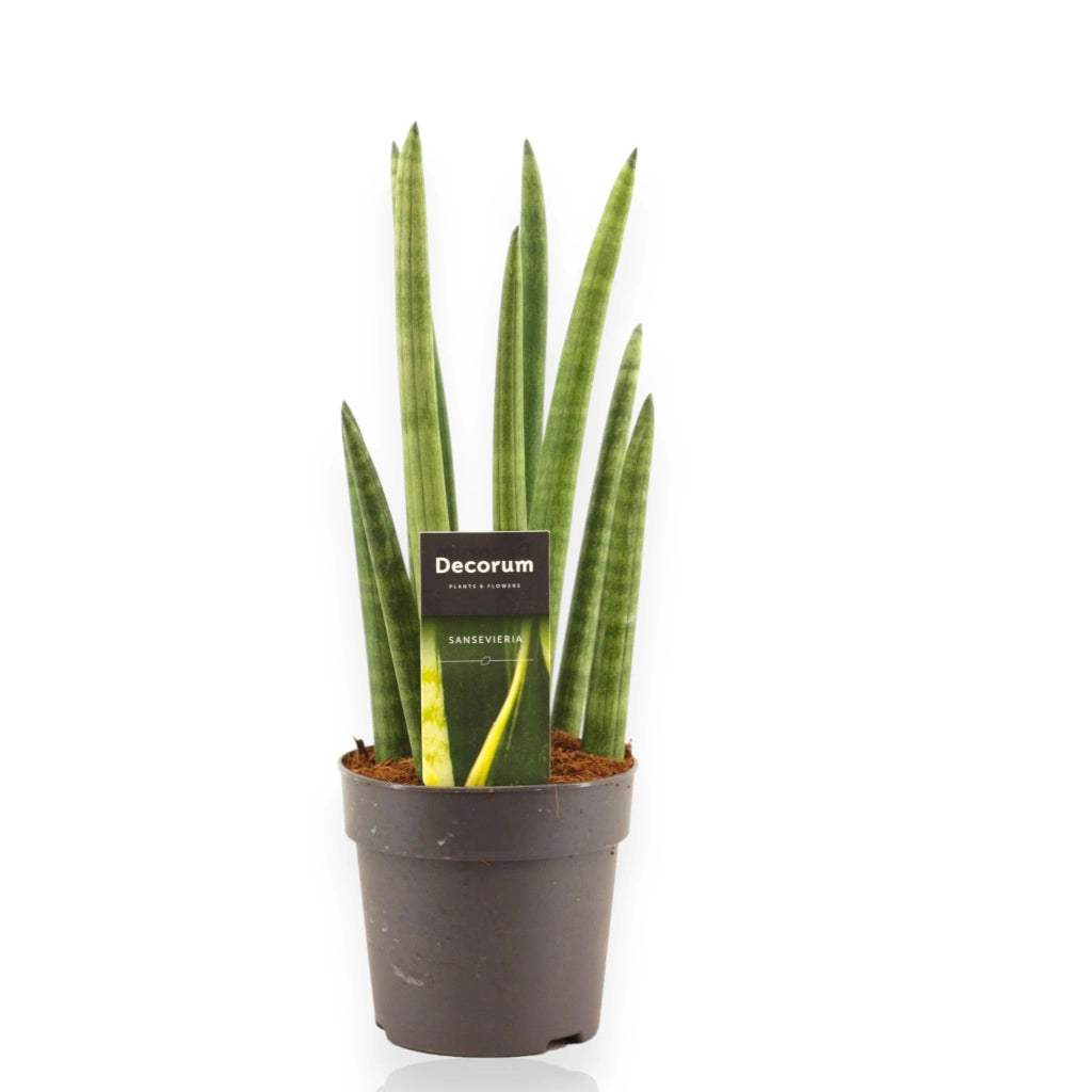 Gardenaria Sansevieria cylindrica 'Rocket' - Pianta da interno ornamentale Altezza: 35 cm (vaso 12)