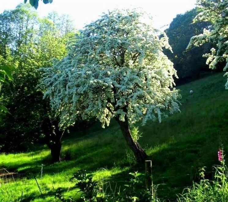 Pianta di Crataegus monogyna (Biancospino)
