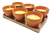 CITRONELLA IN COCCIO POLLICINO 7XH6 CM 6 PZ- 24,0 confezione