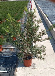 CALLISTEMON CAPTAIN COOK (PIANTA SCOVOLINO) VASO 24
