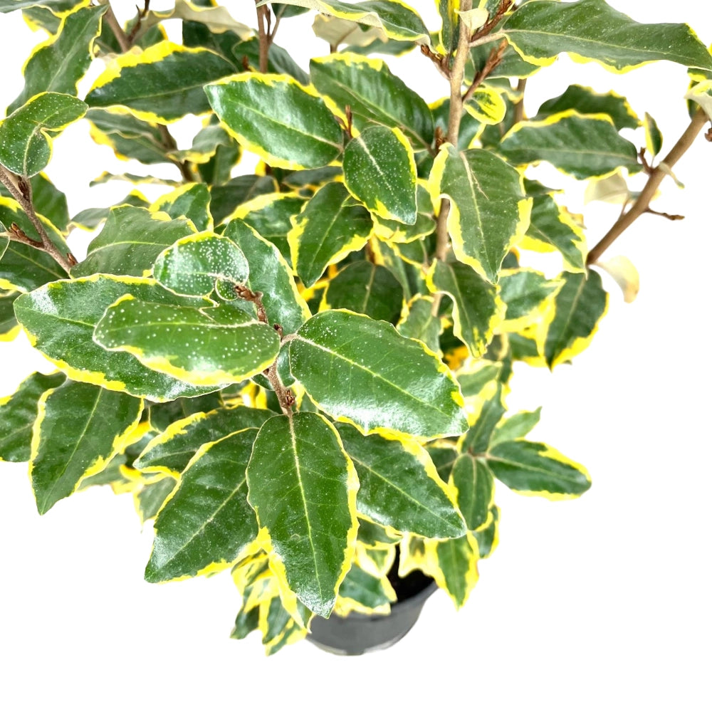 Pianta di ELEAGNUS GOUMI VARIEGATO ornamentale CESPUGLIO VASO 20 CM H 40/60 CM