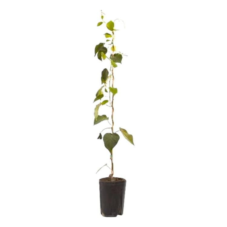 Pianta Albero KIWI FEMMINA piante produzione FRUTTO vaso 16cm FOTO REALE