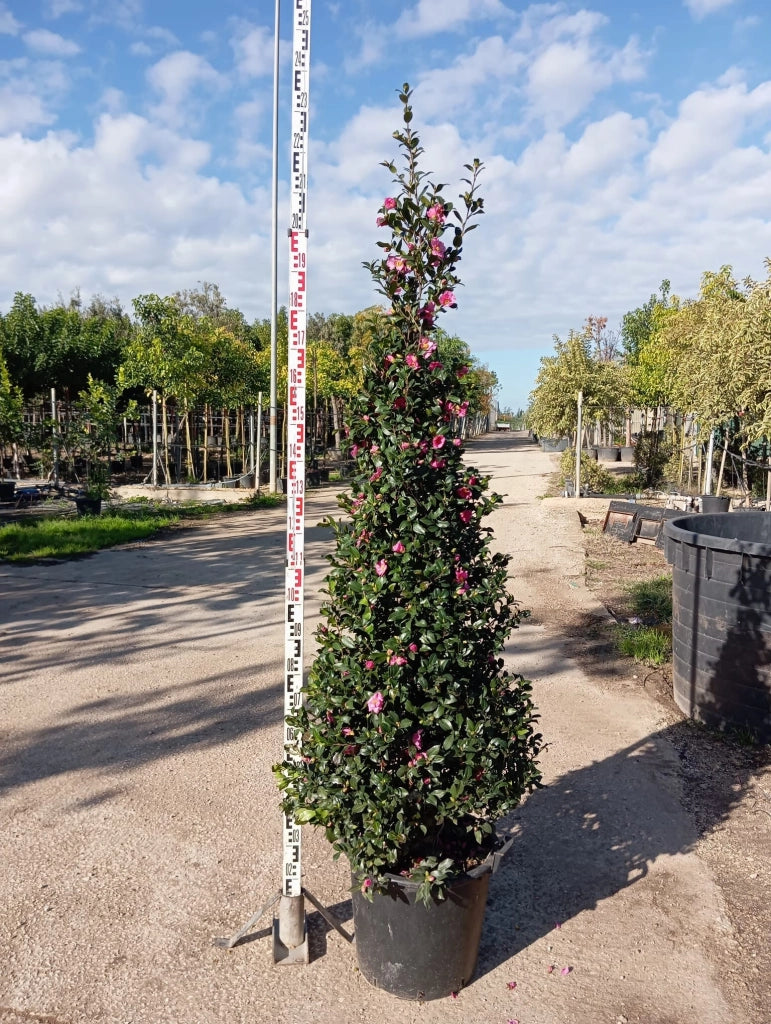 CAMELIA SASANQUA VASO 45