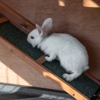 Conigliera in Legno a 2 Livelli con Ruote, Vassoio Estraibile e Rampa, 122x50x101cm