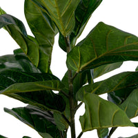 Pianta Artificiale Ficus Lyrata, Verde, Polietilene, 36x46x100 cm, Seven Design