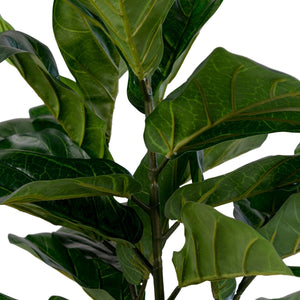Pianta Artificiale Ficus Lyrata, Verde, Polietilene, 36x46x100 cm, Seven Design