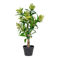 Pianta Artificiale Skimmia, Verde, Polietilene, 40x40x75 cm, Seven Design