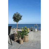 Pianta Artificiale Skimmia, Verde, Polietilene, 40x40x75 cm, Seven Design