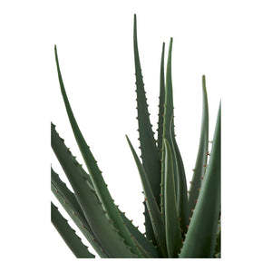Pianta Artificiale Aloe, Verde, Plastica PE, 30,5x30,5x51 cm, Seven Design
