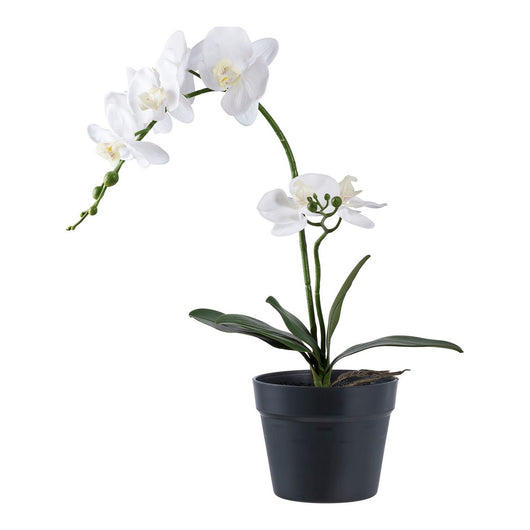 Pianta Artificiale Orchidea, Verde, Plastica PE, 21x34x47 cm, Seven Design
