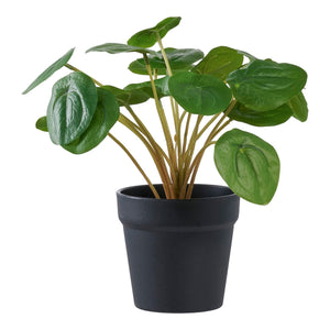 Pianta Artificiale Pilea, Verde, Plastica PE, 28x28x28 cm, Seven Design