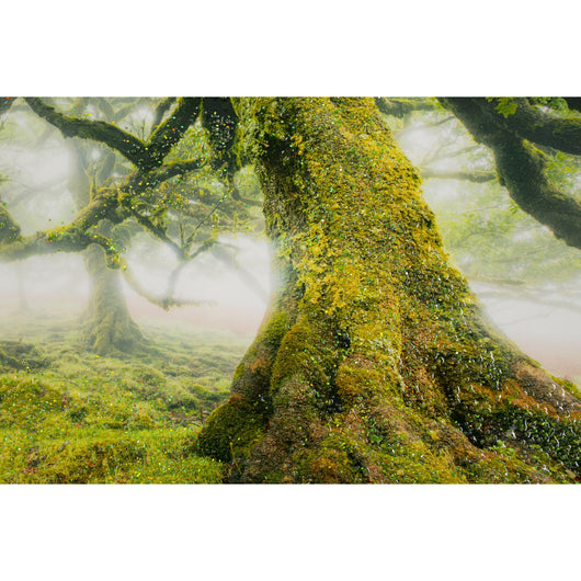 Stampa su Tela con Cornice Albero 3, Multicolore, Legno, 90x4x60 cm, Seven Design