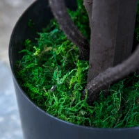 Pianta Artificiale Glicine Bianco Finto con Vaso per Interni ed Esterni, Bianco e Verde Ø18 x 165cm