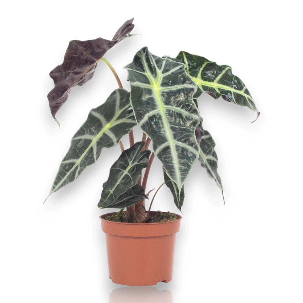 Gardenaria Alocasia 'Polly' - Pianta da interno ornamentale Altezza: 38 cm (vaso 12)