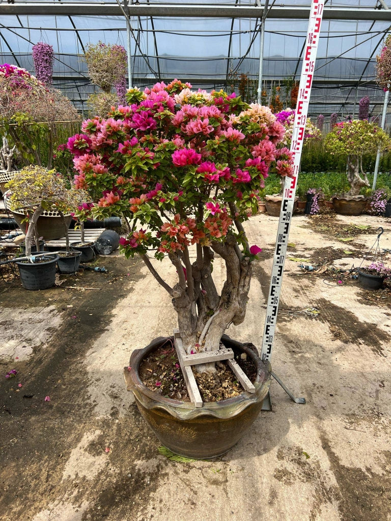 BOUGANVILLEA MULTICOLOR (BUGANVILLEA) BONSAI MINITHAI VASO 60