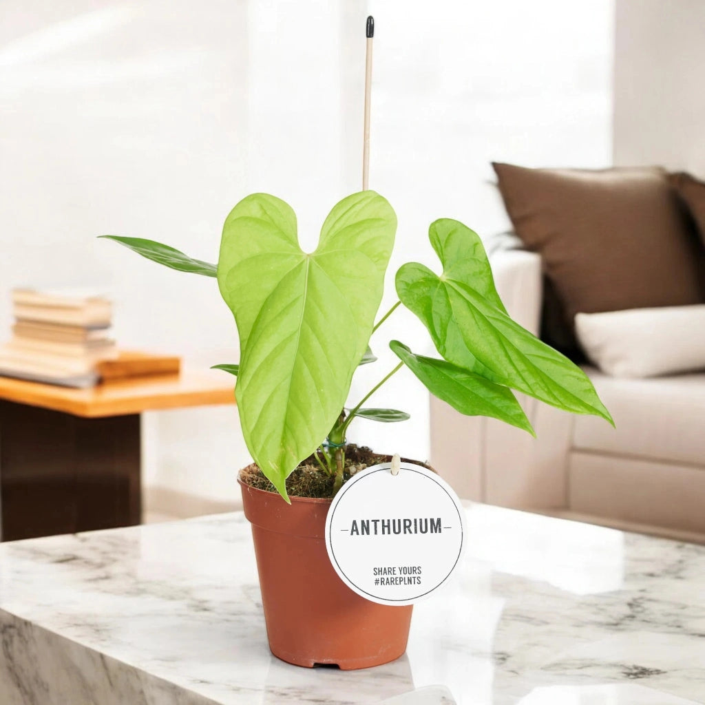 Gardenaria Anthurium 'Balaloanum' - Pianta da interno ornamentale Altezza: 40 cm (vaso 12)