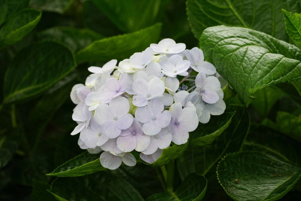 Ortensia Hydrangea Macrophylla Mix Colori Vaso 18 cm Pianta da Fiore