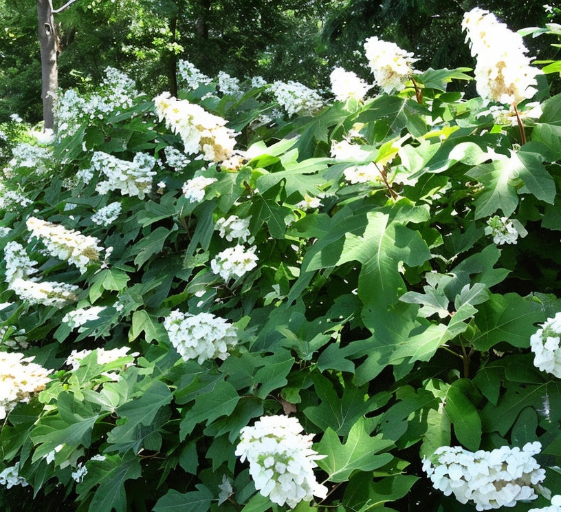 Gardenaria Ortensia - Hydrangea Quercifolia 'Snow Queen' - Pianta acidofila ornamentale da esterno Altezza: 40/50 cm (vaso19)