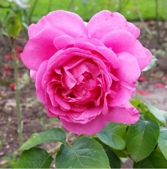 Gardenaria Rosa rampicante 'Yves Piaget' Meilland - Rosa da giardino Altezza: 180 cm (vaso 17)