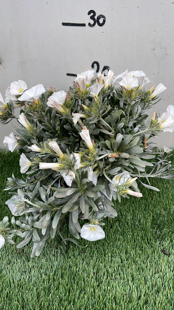 Pianta Convolvulus cneorum vaso 14, foto reali