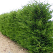 40 Piante di Cipresso Leylandii (Cupressocyparis Leylandii) vaso 24cm H180cm