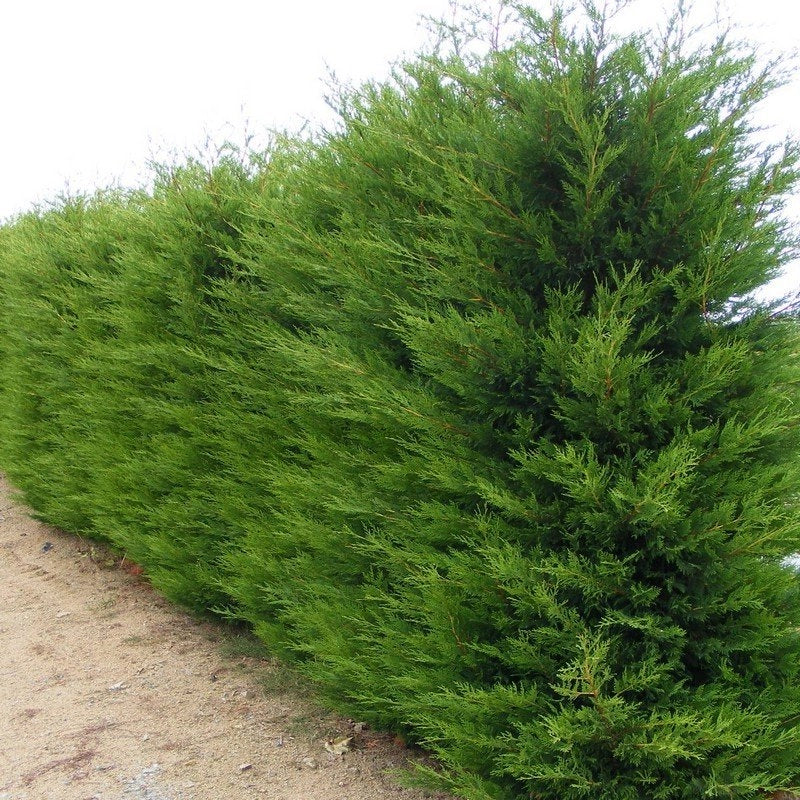 40 Piante di Cipresso Leylandii (Cupressocyparis Leylandii) vaso 24cm H180cm