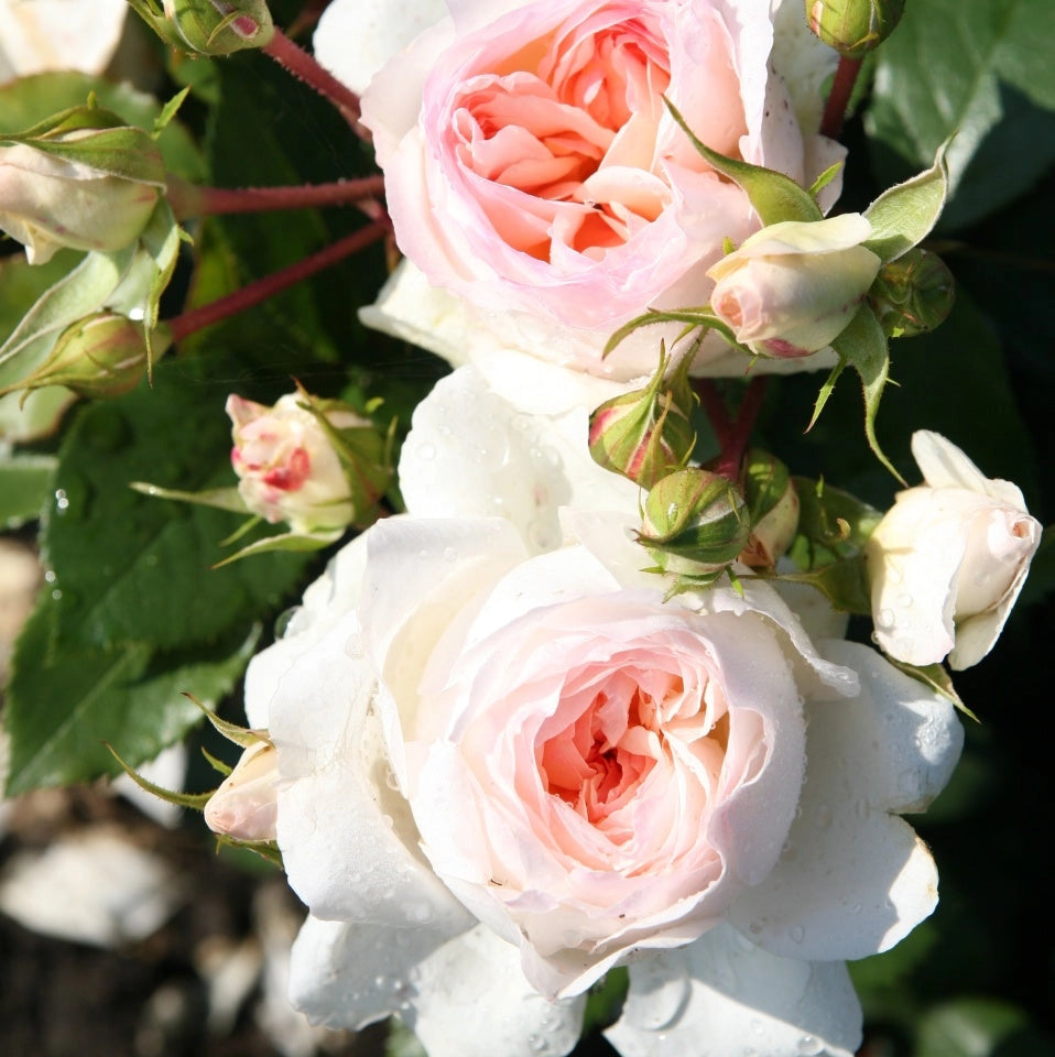 Gardenaria Rosa 'Stephanie Baronin zu Gutenberg' - Rosa da giardino Altezza: 30/40 cm (vaso22)