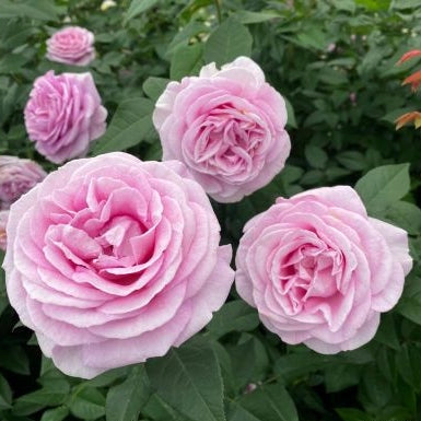 Gardenaria Rosa 'Konigin Marie' - Rosa da giardino Altezza: 40/50 cm (vaso20)
