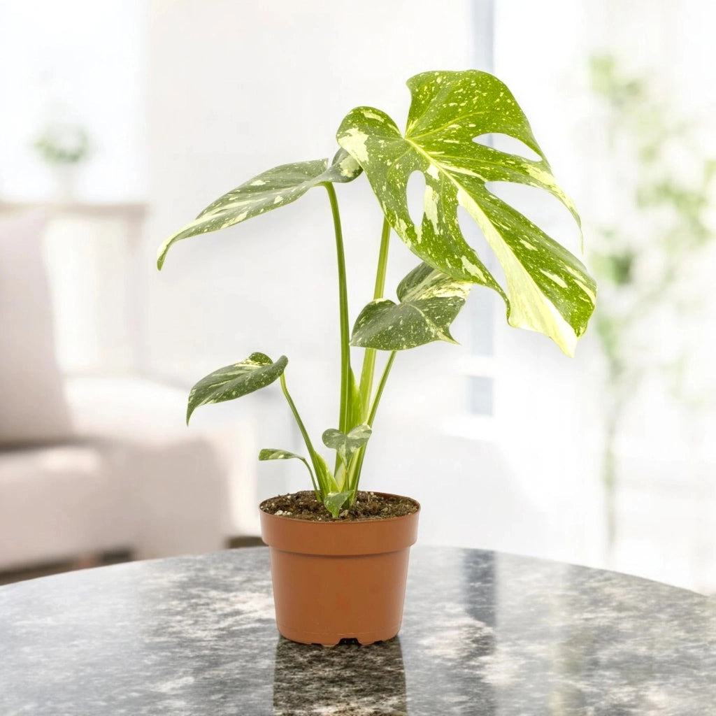 Gardenaria Monstera deliciosa 'Thai Constellation' - Pianta da interno ornamentale Altezza: 50 cm (vaso 17)