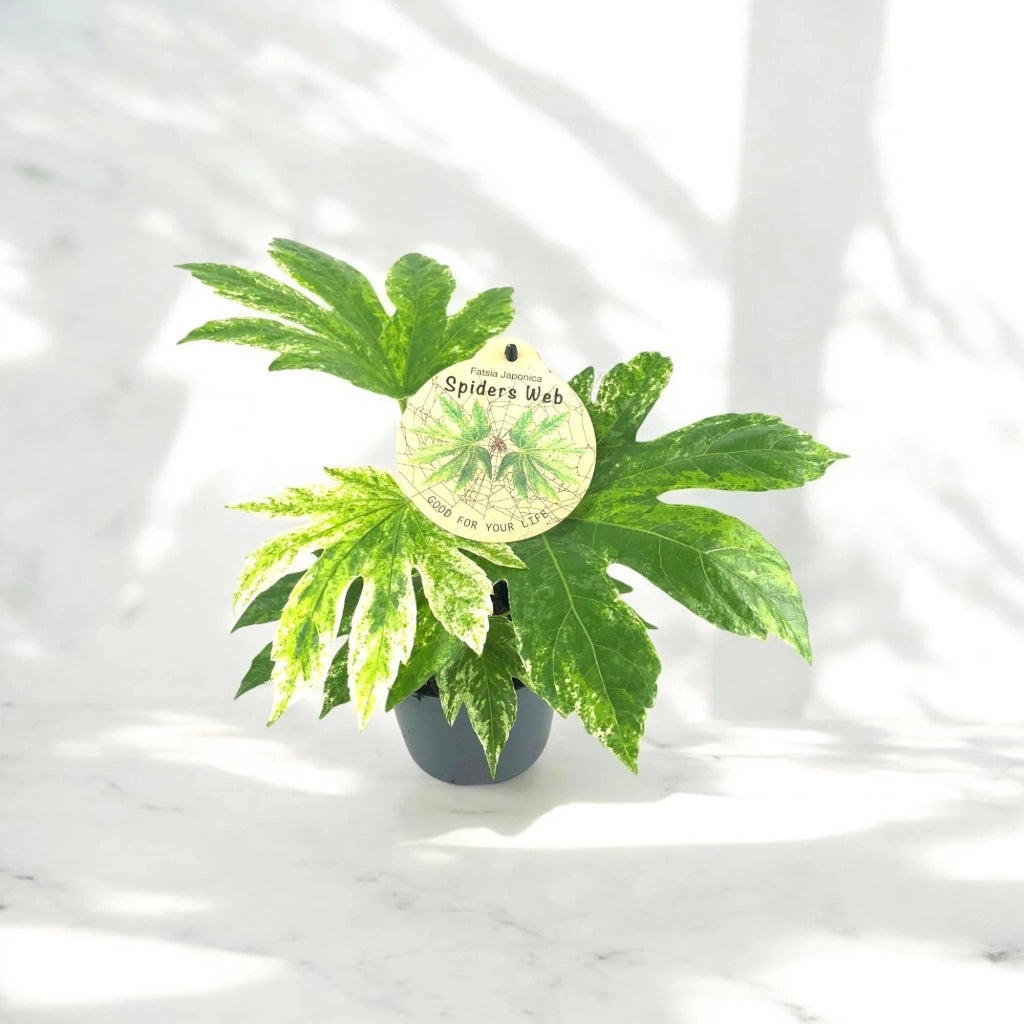 Gardenaria Fatsia japonica variegata (Aralia) - Pianta da interno ornamentale Altezza: 25 cm (vaso 12)