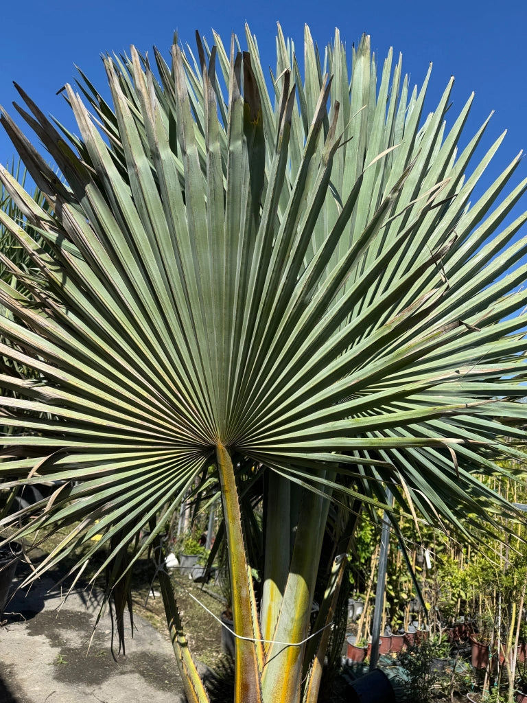 Copernicia fallaensis H 3 m vaso 90 – Palma tropicale rara a ventaglio foto reale